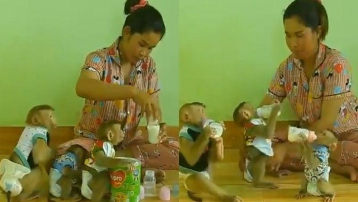 Monkeys drink milk using milk bottle viral video