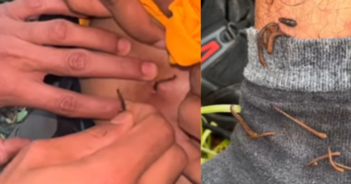 karnataka-hilltop-hornet-attack