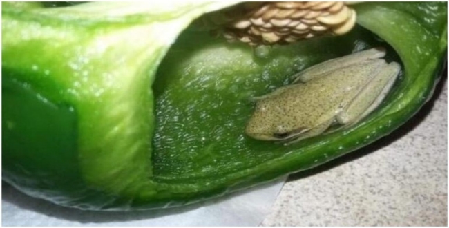 Canadian couple find live frog inside bell pepper