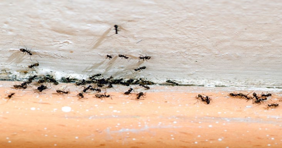Natural Ways to Get Rid of Ants in the Kitchen 