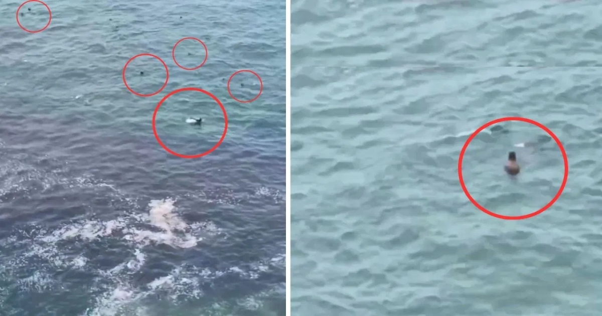 chile-sea-mystery-creatures-video