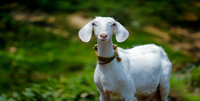 Goat gives birth to human baby in Karnataka