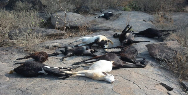 goats-died-after-having-kalla-sarayam