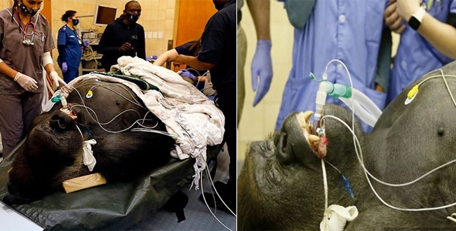 moment-medics-send-sleeping-makokou-the-gorilla-into-ct