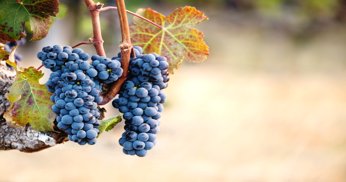 Black Grape Benefits 