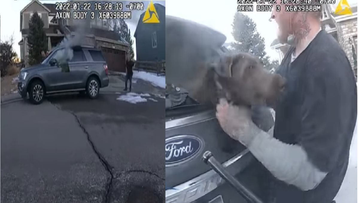 America Colorado State Dog Saved by Officer Form Fired Car