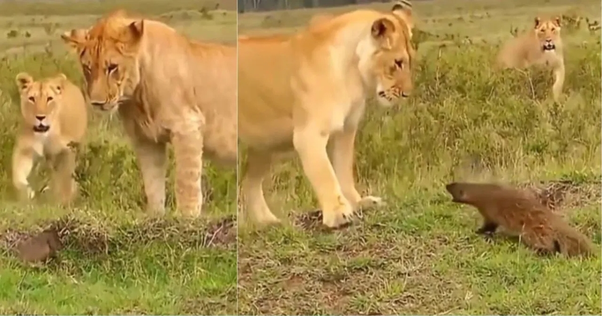 honey-badger-fearless-animal