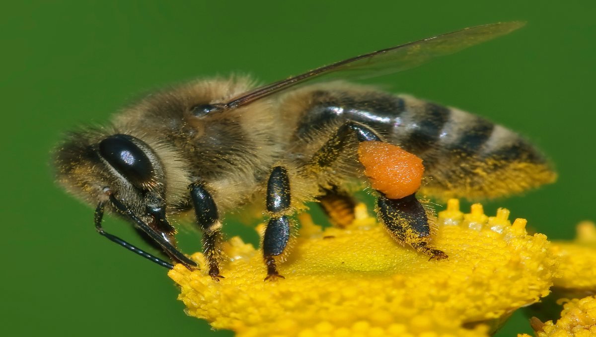 Honey Bee Byte Avoid Tips Tamil 