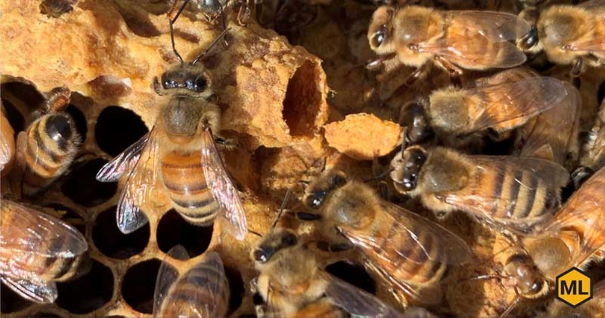 Poisonous Honey Bee bite 50 people cause severe injuries 