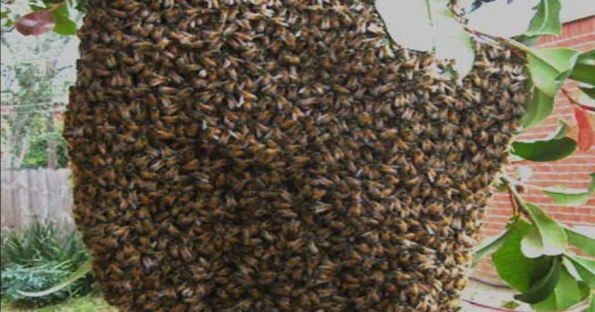 Thiruvallur honey Bee Attacks Villagers 