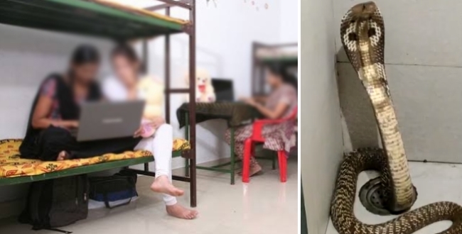 king-cobra-found-in-hostel-toilet