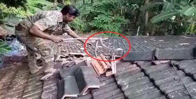 Brave man catching cobra without using any equipment video goes viral