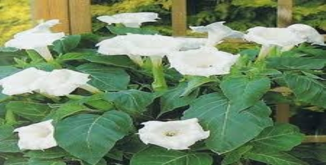 people-drink-datura-flower-admitted-in-hospital