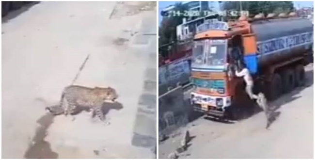 Lorry cleaner escape from cheetah in hydrabad