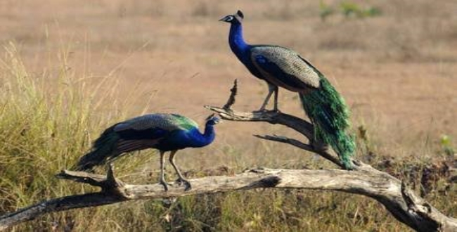 peacock-killed-by-poisioning-by-farmer