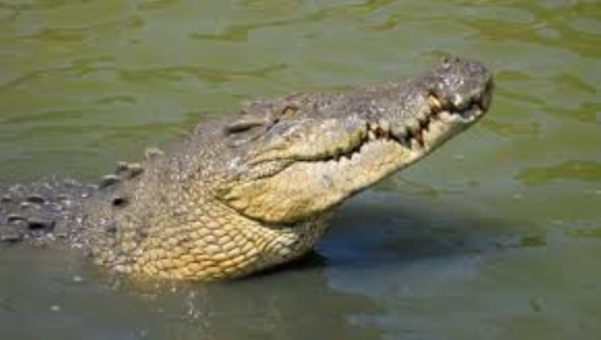 tyre-remove-from-crocodile-neck-after-6-years