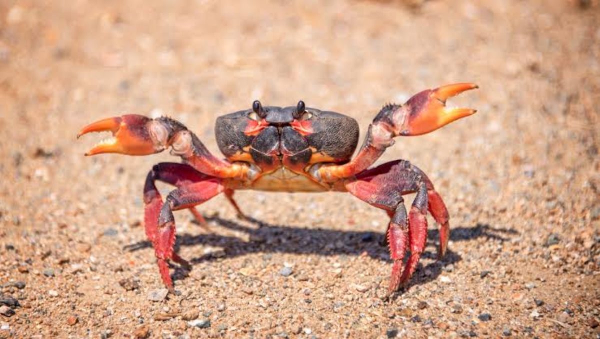 crab-with-human-teeth-photo-viral