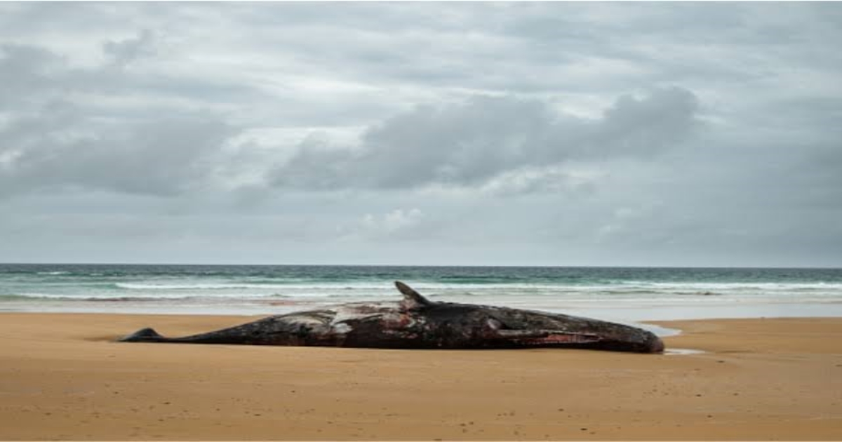   Whale Amber Gris 