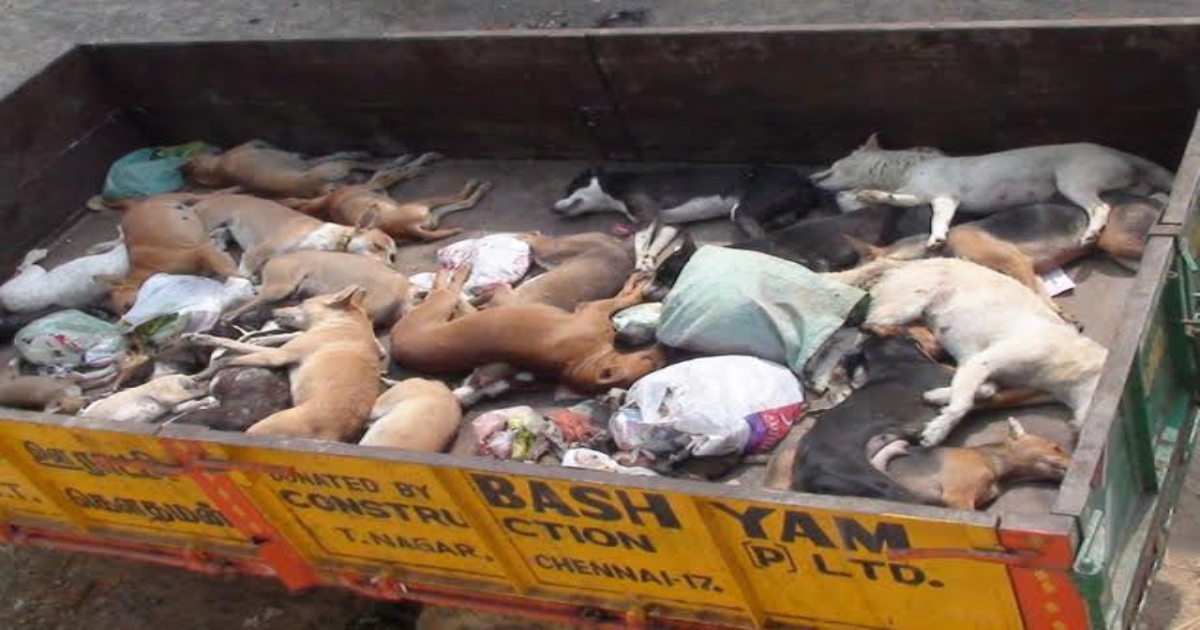 People's killed dogs by poison