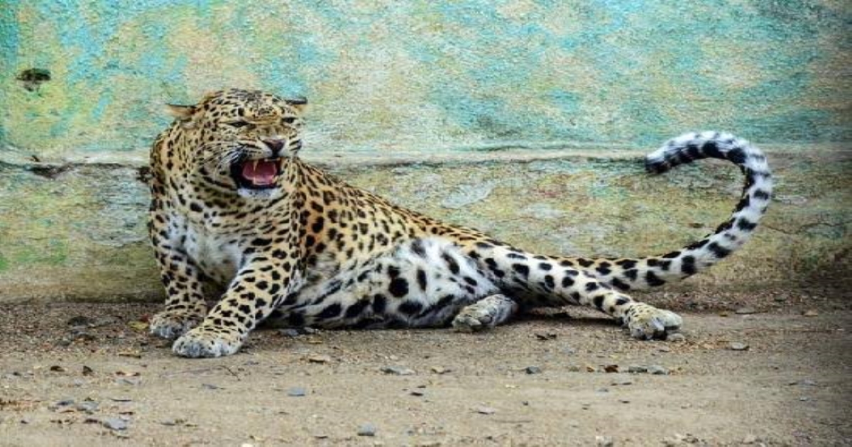   in Nilgiris Youth Dies Cheetah Attack 