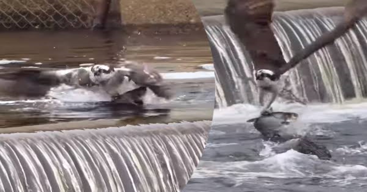eagle-fails-to-lift-huge-fish-viral-video