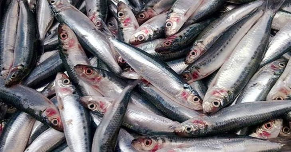 (URL Slug: health-benefits-of-sardine-fish)