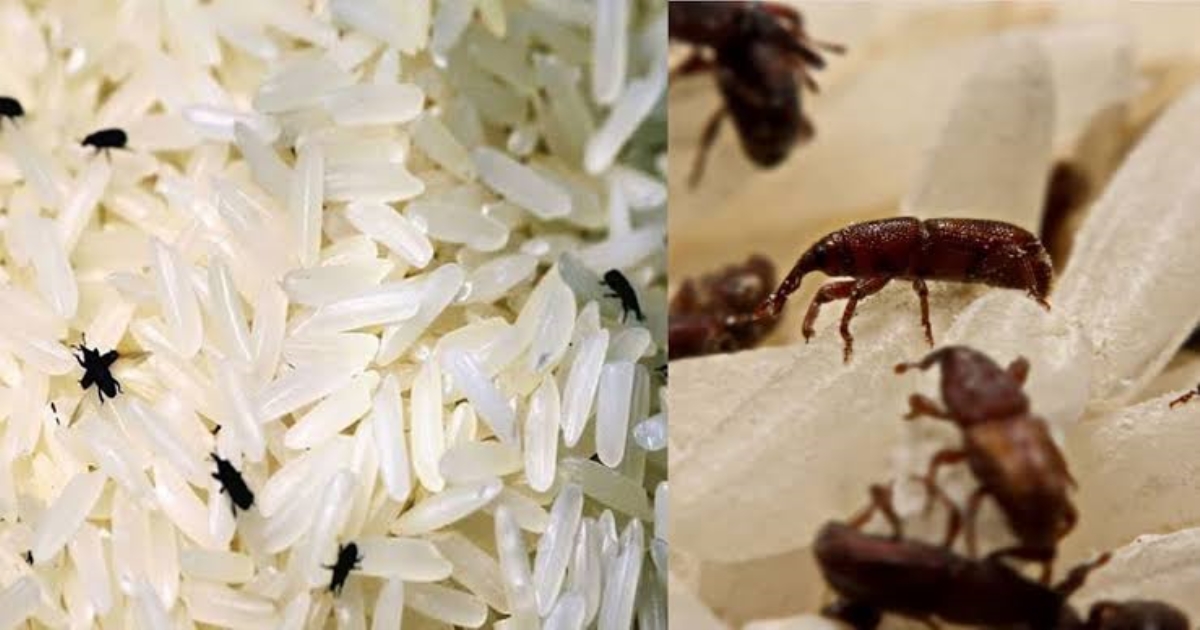 how-to-protect-rice-from-insects-tamil-tips