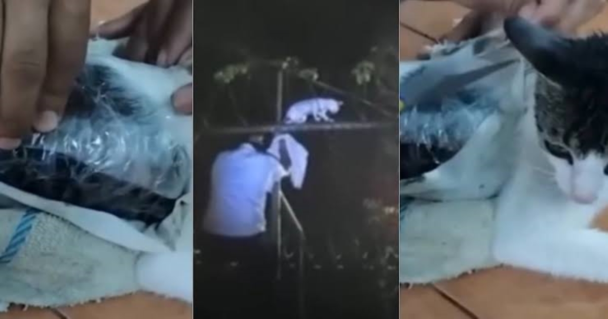 cat-used-for-drug-smuggling-in-costa-rica-prison