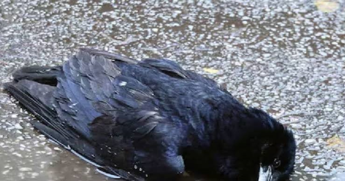 crow-omen-signs-hindu-beliefs