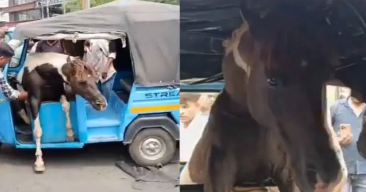 jabalpur-horse-attack-creates-chaos