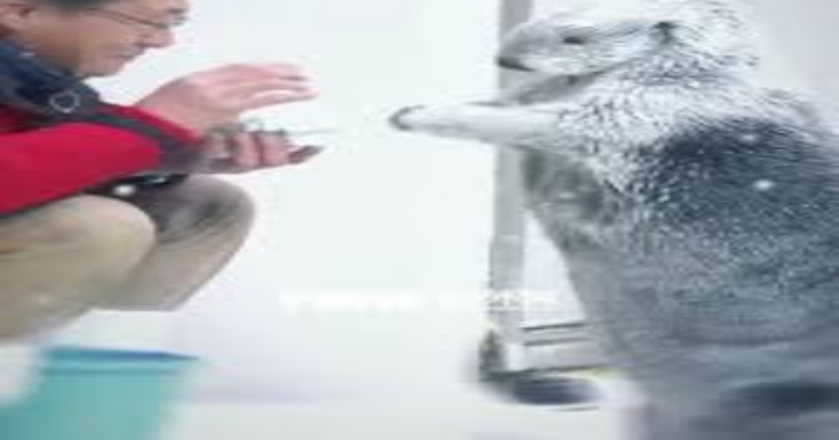 south-korea-otters-cleaning-toys-viral-video