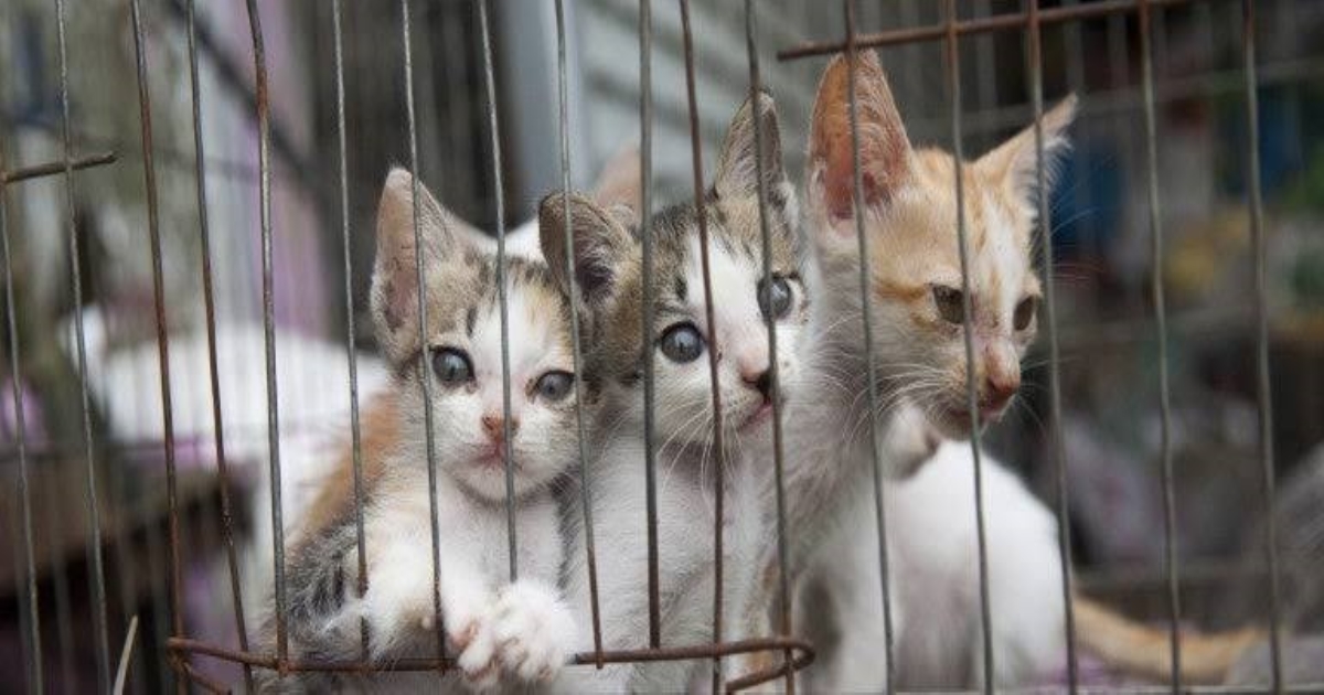 Chennai Egmore Cat Meat