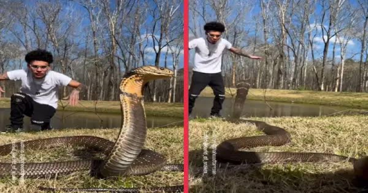 Viral Video: King Cobra Lunges at Snake Catcher – Intense Moment Caught on Camera!