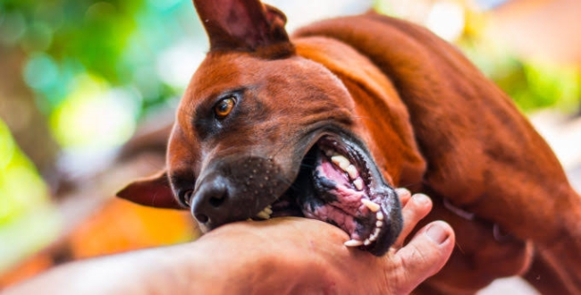Rabid Dog saliva is dangerous 
