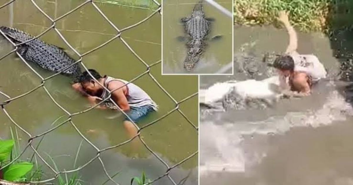 Philippines Zoo Incident: Crocodile Bites Man During Selfie Stunt