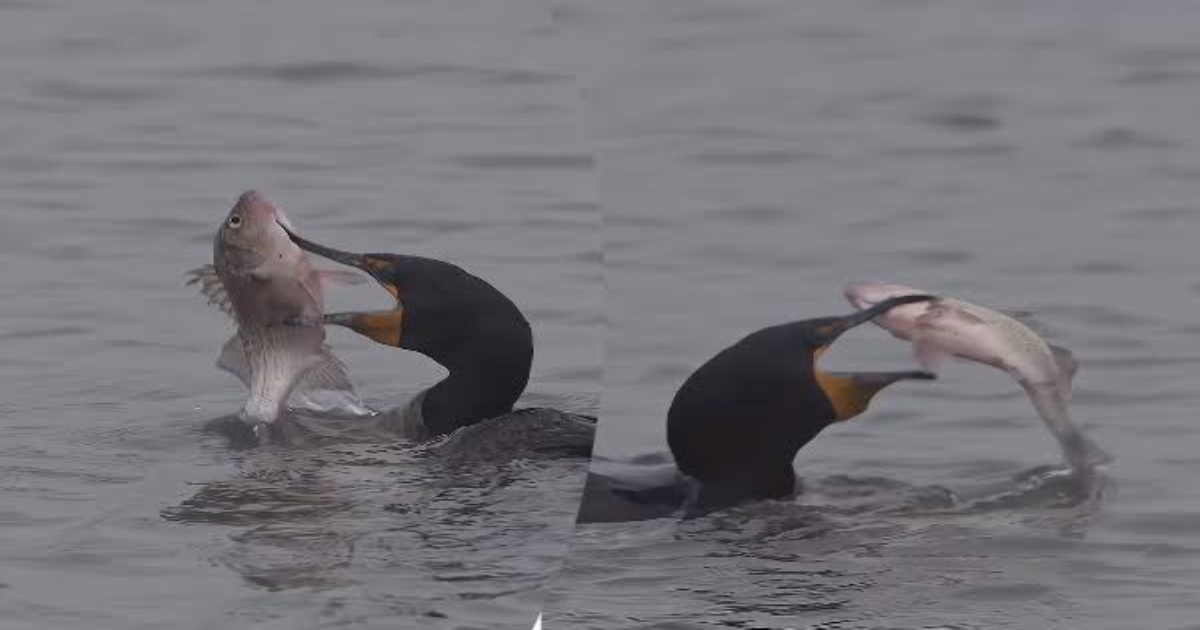 duck-swallows-big-fish-viral-video