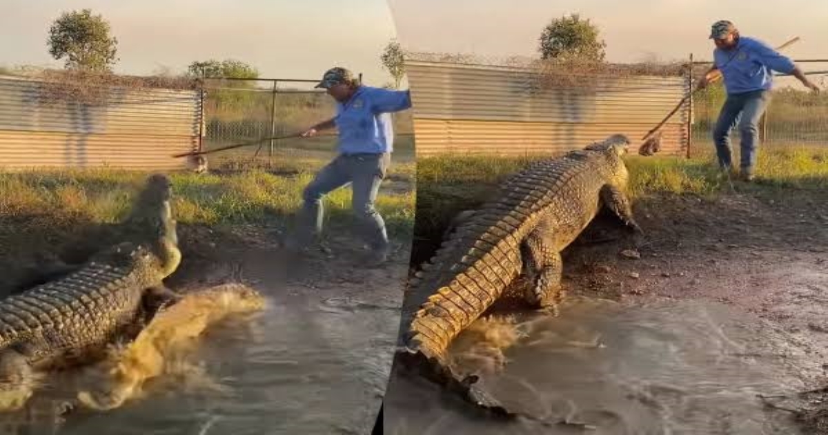 crocodile-dangerous-behavior in- man - viral-video