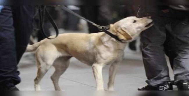 Training dog for corona identification 