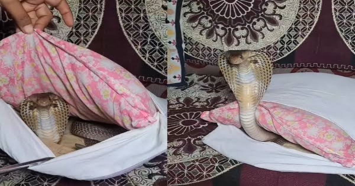 snake-suddenly-come-in-pillow-viral-video