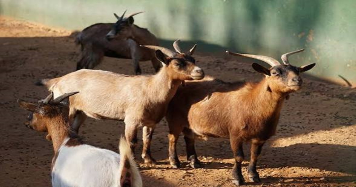 patna-girl-murder-goat-hair-clue-arrest