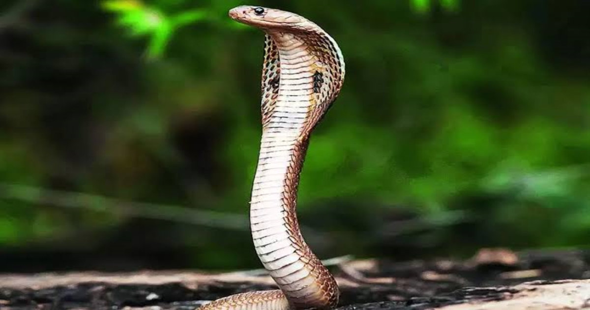 man-bit-back-the-snake-in-bihar