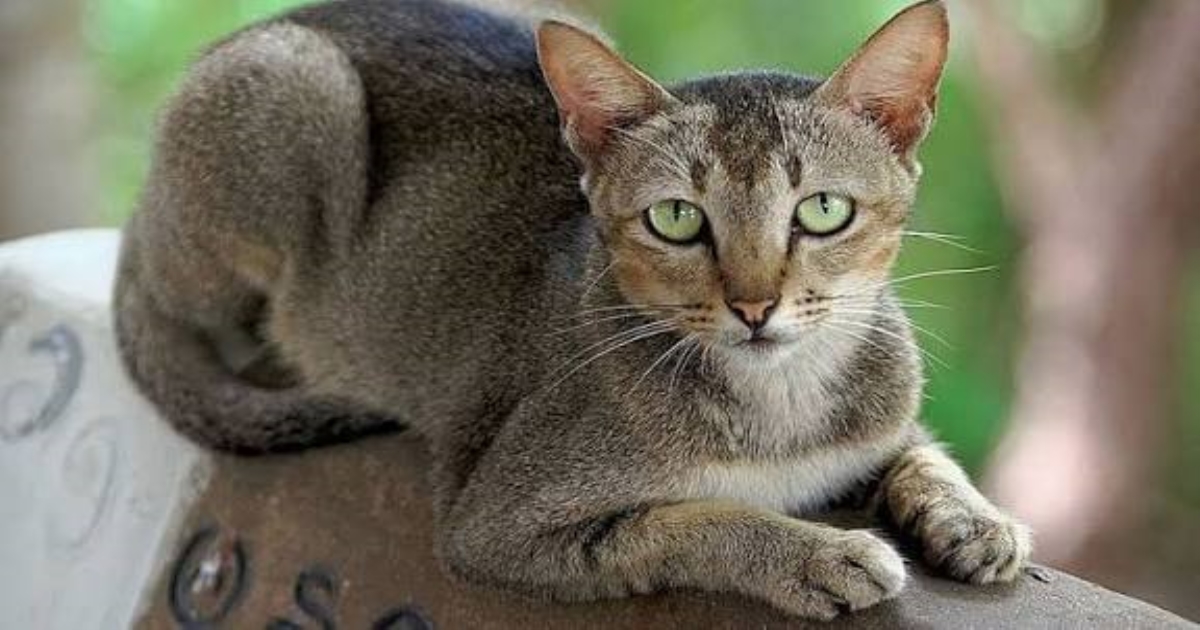 cat-visit-significance-in-home