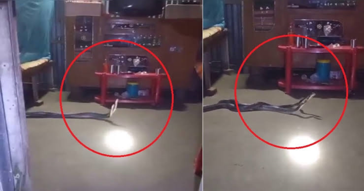 snake-fight-bedroom-viral-video