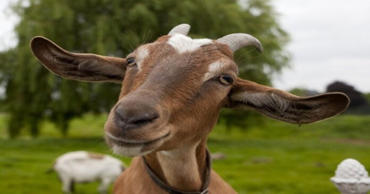 Benefits of eat goat head