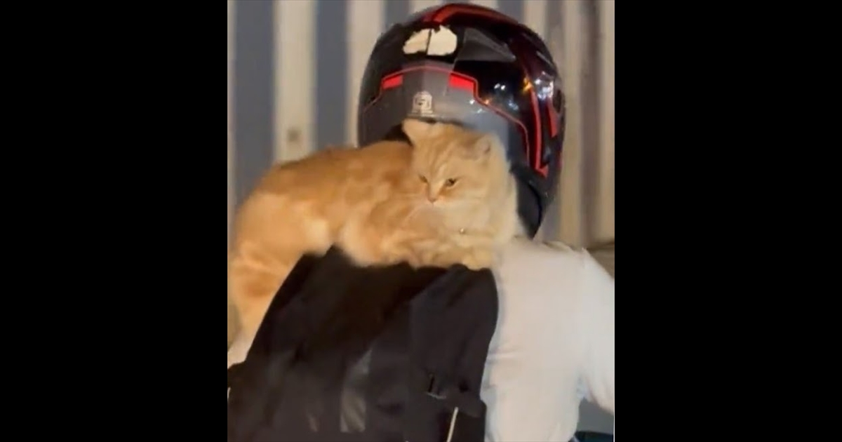 Cat sitting on the driver shoulder trending video