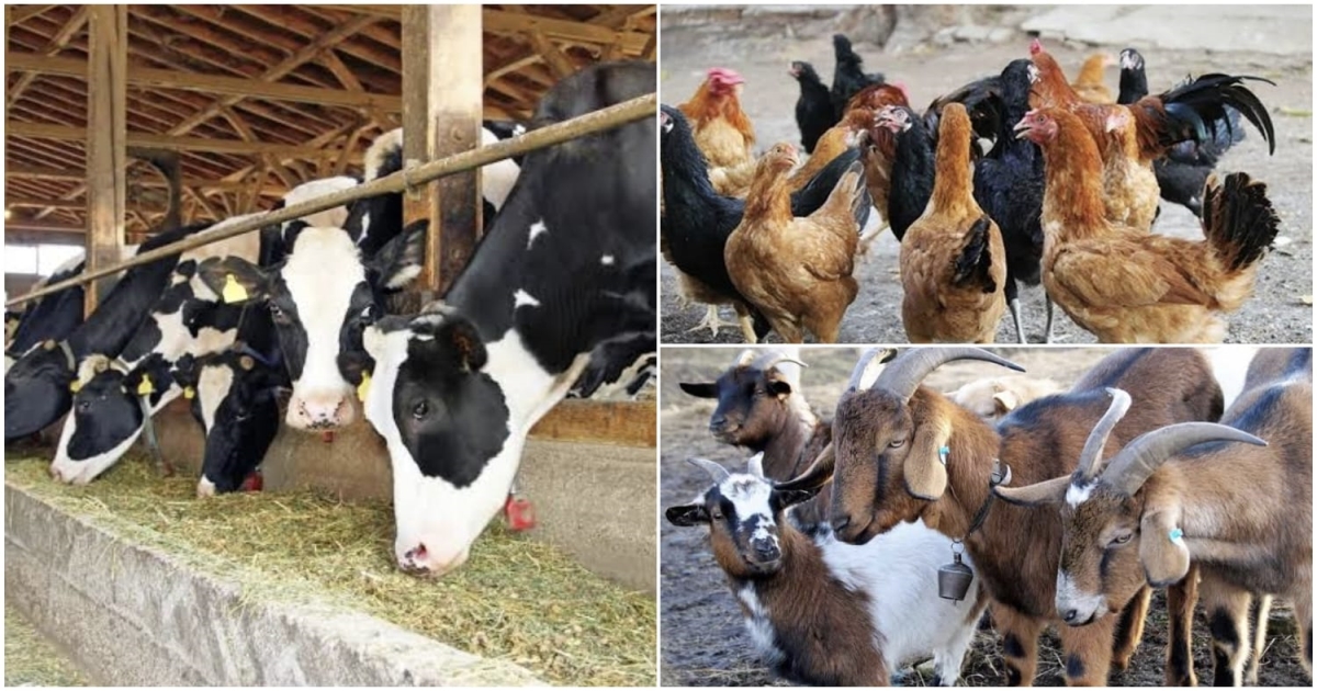 interest-free-loan-for-goat-cow-poultry-fish-farming-MEZLGF