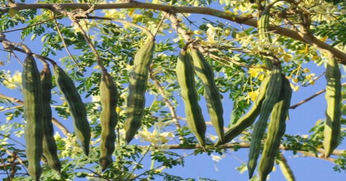 Benefits of murunga tree