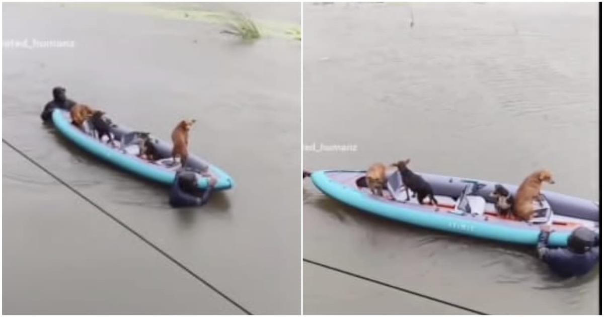 Rescue team rescued the dogs chennai flood