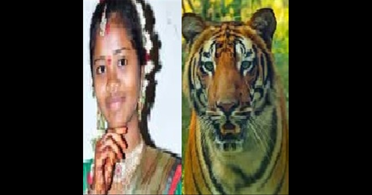 in Telangana a Woman Killed by Tiger 