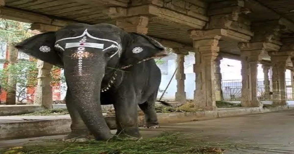   BJP Annamalai On Gandhimathi Elephant Death  